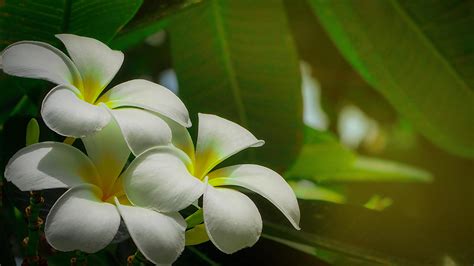 Frangipani Flower Plumeria Alba With Green Leaves On Blurred Background