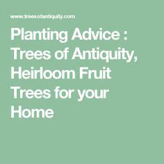 Tree Pruning Ideas Tree Pruning Tree Fruit Trees