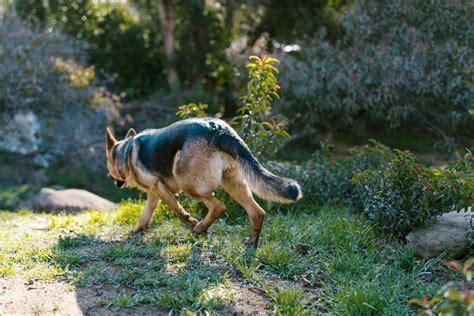 Man Training a German Shepherd Dog · Free Stock Photo