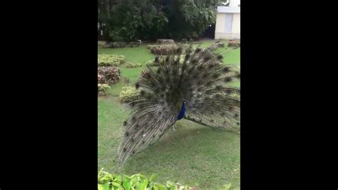 Natural Peacock Dance In Rainy Season Youtube