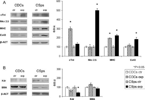 Representative Western Blots For Differentiation Proteins And Download Scientific Diagram