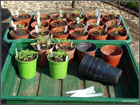 Mark S Veg Plot Pricking Out Tomato Seedlings