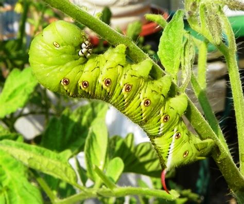 What Is Eating My Tomato Plant Nc Cooperative Extension