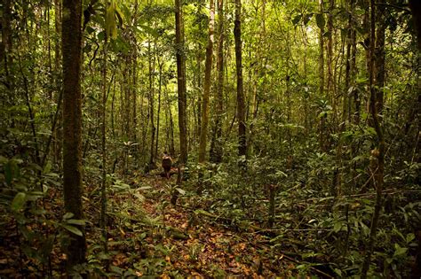 Amazonia El Bosque M S Grande Del Mundo Primicia Diario