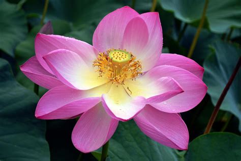 Water lily flower by AMMozart on DeviantArt