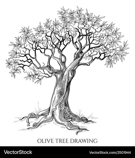 Olive Tree Drawing