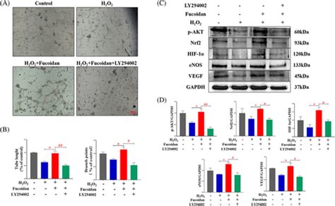 Fucoidan Promotes Angiogenesis And Accelerates Wound Healing Through