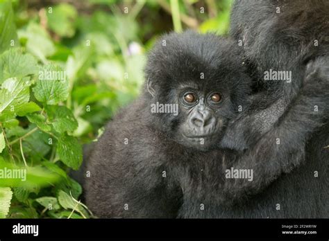 Mother And Baby Mountain Gorillas Gorilla Beringei Beringei From