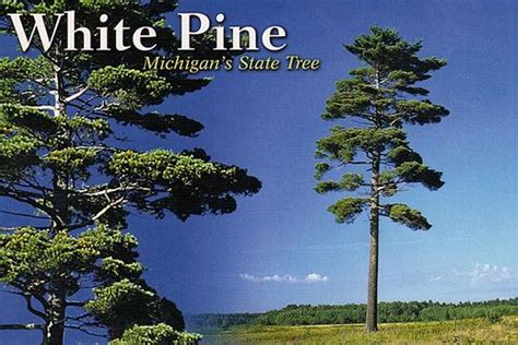 Michigan State Tree | White pine tree, White pine, Pine tree tattoo