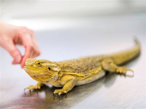 How To Bathe A Bearded Dragon A Step By Step Guide Own Your Pet