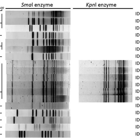 Figure Pulsed Field Gel Electrophoresis Patterns Of Campylobacter Coli Download Scientific