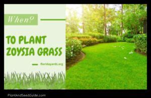 When To Plant Zoysia In Georgia A Guide For The Perfect Lawn Plant