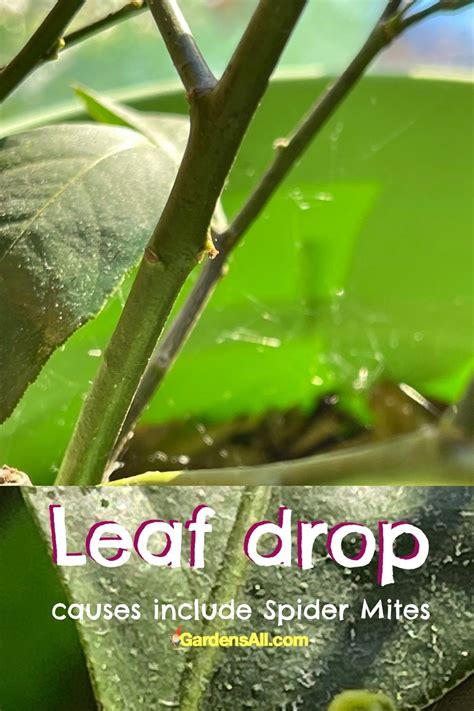 Why Are My Meyer Lemon Leaves Falling Off? (Citrus x meyeri) - GardensAll