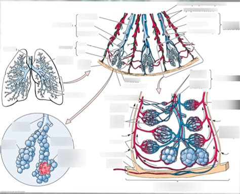 Bronchioles Diagram | Quizlet