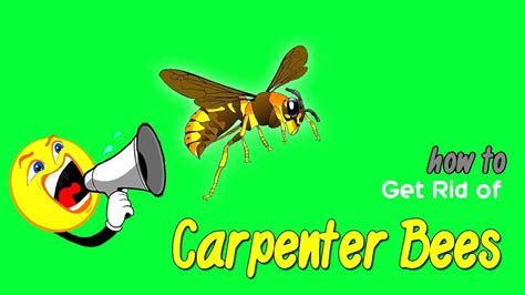 How To Get Rid Of Carpenter Bees Home Remedy Youtube