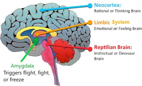 The Human Limbic System: The Emotional Seat of Behavior