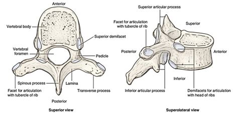 Thoracic Vertebrae – Earth's Lab