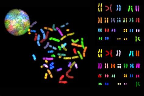 Chromosome painting