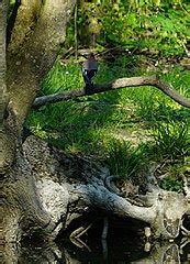 Category Garrulus Glandarius In France Wikimedia Commons