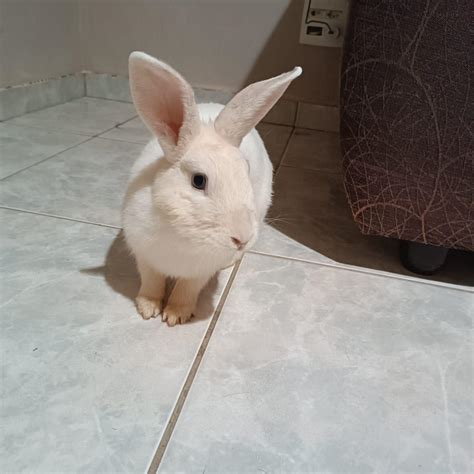 Lola just crossed the rainbow bridge : r/Rabbits