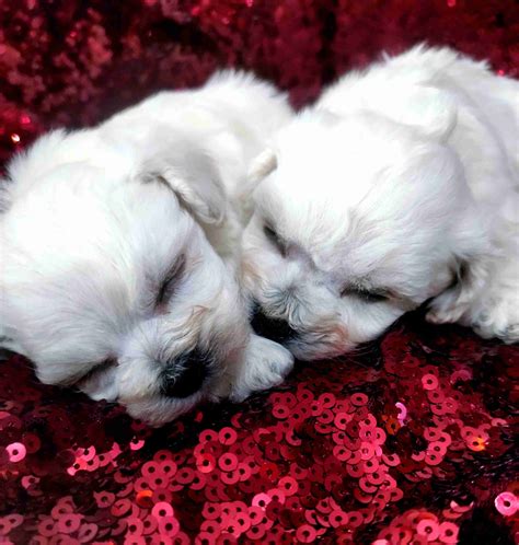 Adorable Bichons Bichon Frise Puppies For Sale In Wesley Chapel Fl