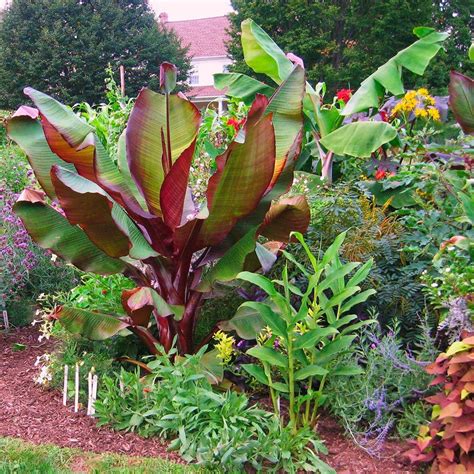 Red Banana Tree — Plantingtree