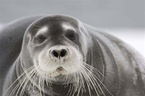 Fascinating Facts About Bearded Seals