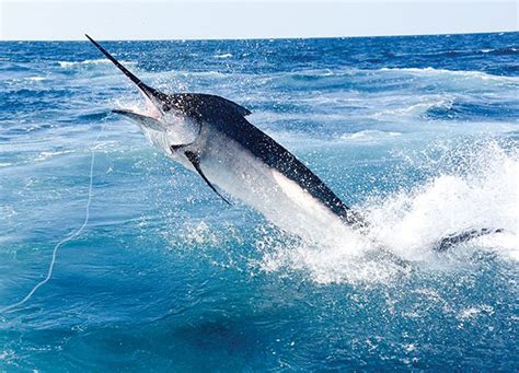 Top Winter Billfish Destinations Gulf Coast Mariner Magazine