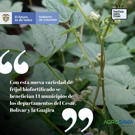 AGROSAVIA On Twitter En Un Trabajo Conjunto Con El BiovIntCIAT Esp