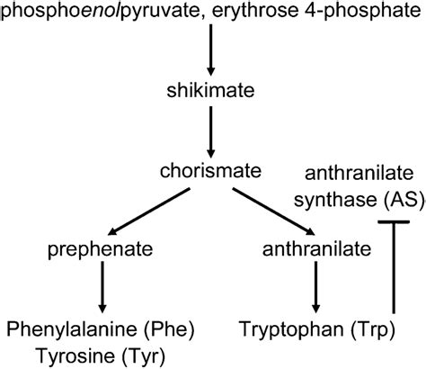 The Biosynthesis Pathway Of Aromatic Amino Acids In Higher Plants Download Scientific Diagram