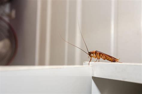 Australian Cockroaches Pest Control Eastern Suburbs | Local Pest ...