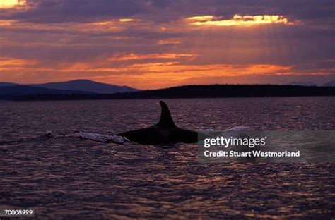 Whale Sunset Photos and Premium High Res Pictures - Getty Images