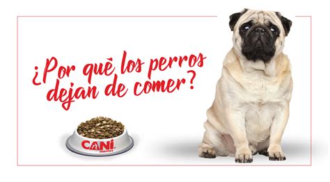 Por Que Mi Perro Tiene Hambre