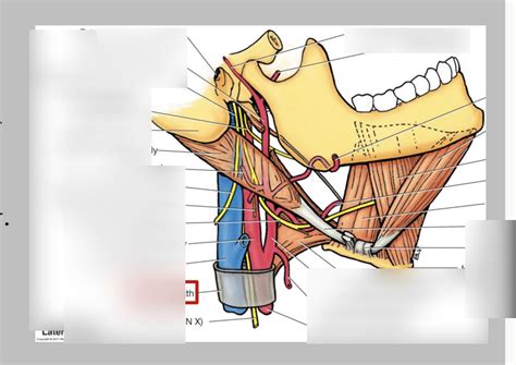 Carotid Sheath Diagram Quizlet