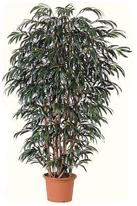 Asianplants Artificial Trees Silk Trees Capensia Trees Mango Trees