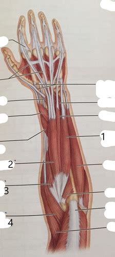 Muscles That Move The Wrist Hand And Fingers Extensor Flashcards