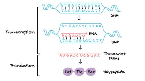 Protein Synthesis Diagram | Quizlet 