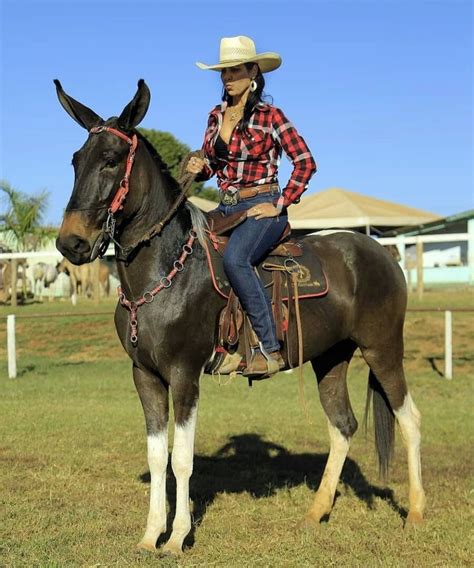 Pinterest | Raça de cavalo, Cavalos bonitos, Cavalos engraçados