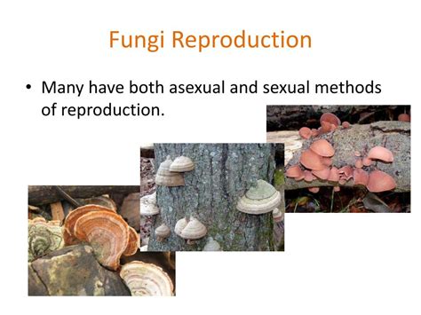 Ppt Section 53 Kingdom Fungi Pgs 152 158 Powerpoint Presentation