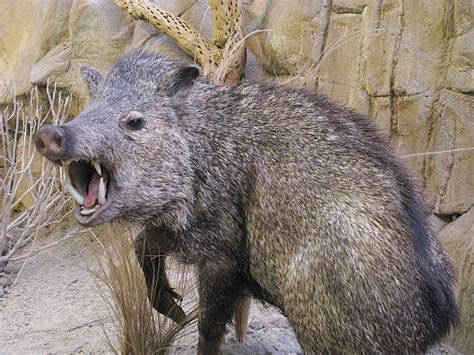 390 Javelina Wild Boar Peccary Pig Stock Photos Pictures And Royalty