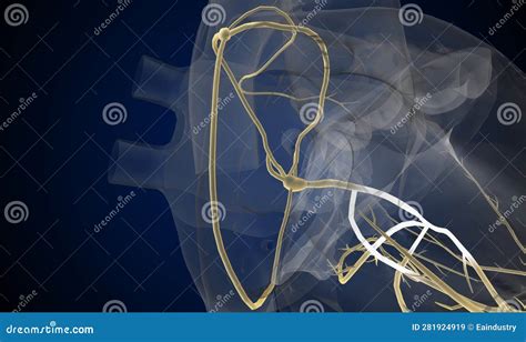 The Cardiac Conduction System Is A Specialized Network Of Nerve Royalty