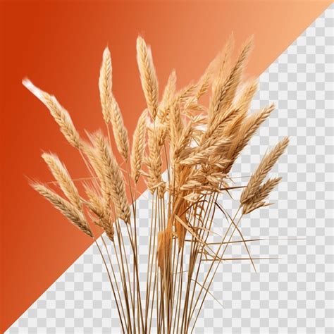 Premium PSD Ears Of Wheat Isolated On Transparent Backround