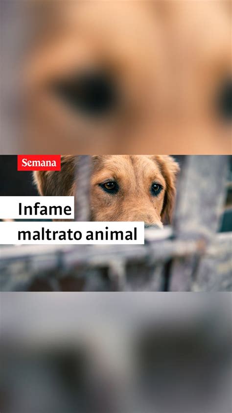 En redes sociales se denunció un lamentable caso de maltrato animal Un