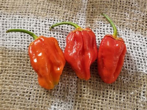 Hot Pepper Tiger Teeth X 7 Pot Bubblegum BBG7 Seeds Naturally