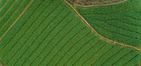 Cuál es el plan de América Latina para reducir el impacto de la agricultura ante el cambio