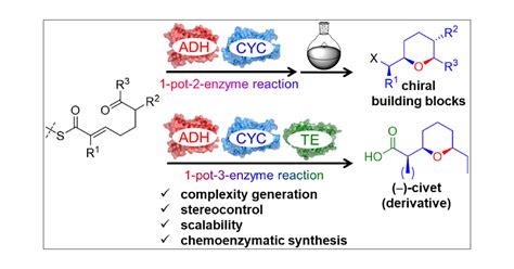 Highly Stereoselective Biocatalytic One Pot Synthesis Of Chiral