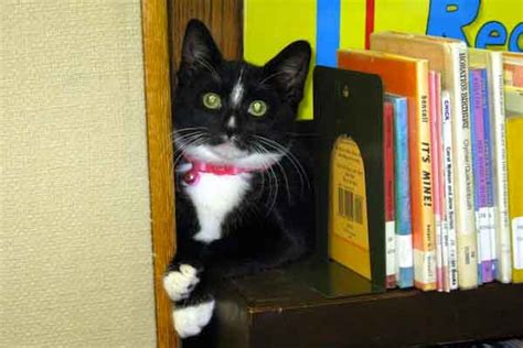 A Quick Guide To Library Cats