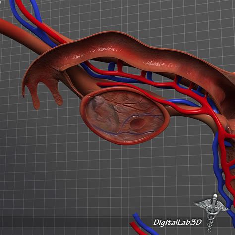 Human Female Reproductive System 3d Model Cgtrader