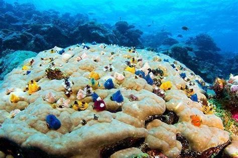 Diving in Kadavu - visit the great astrolabe reef