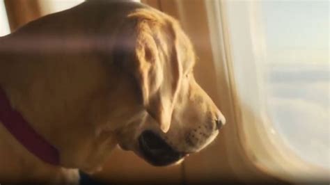 Guau Así Fue el Primer Vuelo de Lujo de la Aerolínea para Perros